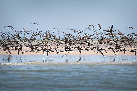 12 Aug 26 - Lacepede Islands