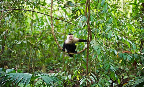 1 Jan 27 - Manuel Antonio National Park