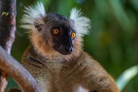 5 Jan 26 - Nosy Komba