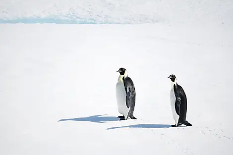 7 Mar 27 - The Weddell Sea exploration