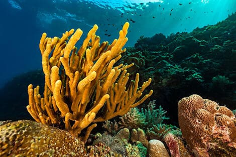 9 Dec 26 - Barat Daya Islands