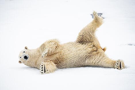 21 Jun 26 > 24 Jun 26 - Exploration of North-East Greenland