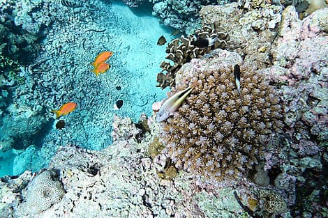 6 Feb 26 - Astove Island