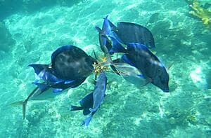 Norman Island Snorkeling Adventure: Explore Crystal Waters