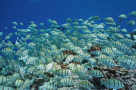 29 Dec 26 - Makatea, Tuamotu Islands