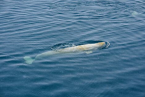 20 Mar 27 - Sailing Saint Lawrence Gulf