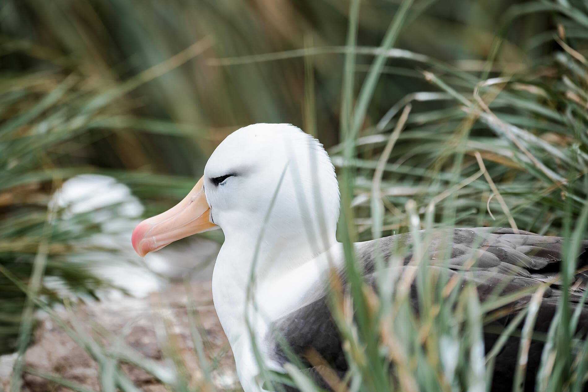 Journey to Austral Lands and Valdes Peninsula
