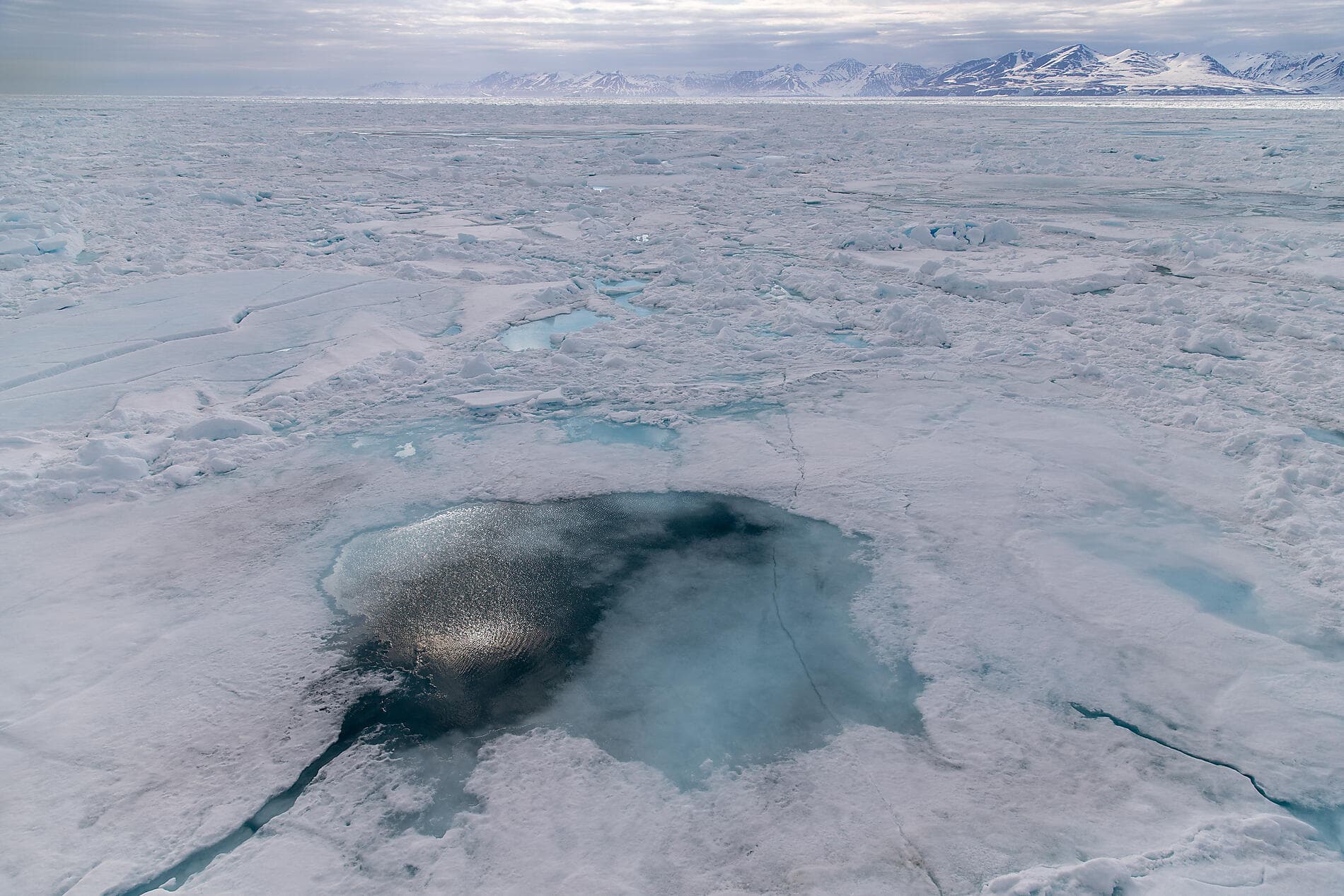 Northeast Greenland's unexplored sea ice