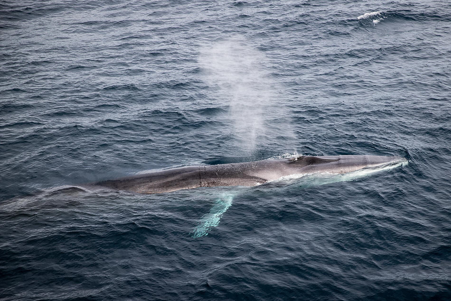 Northeast Greenland's unexplored sea ice