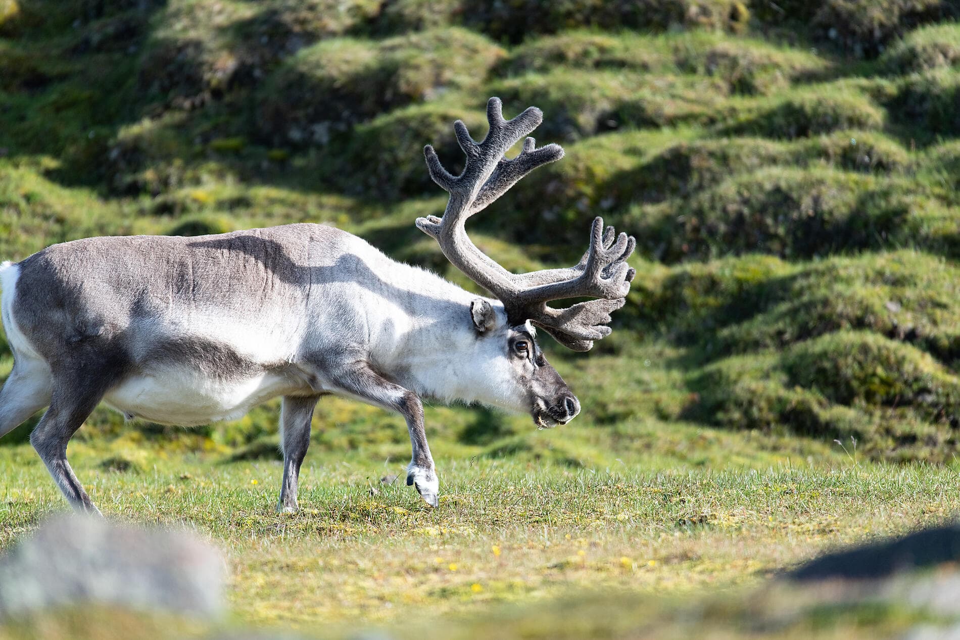 Total Solar Eclipse in The Far North 