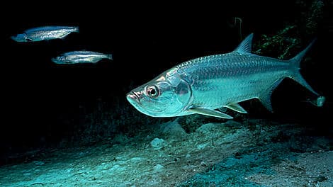 18 Jan 26 - Kere, Bijagos