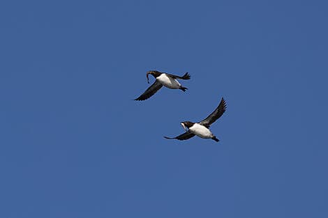 16 Jun 26 - Sailing in the Hinlopen Strait