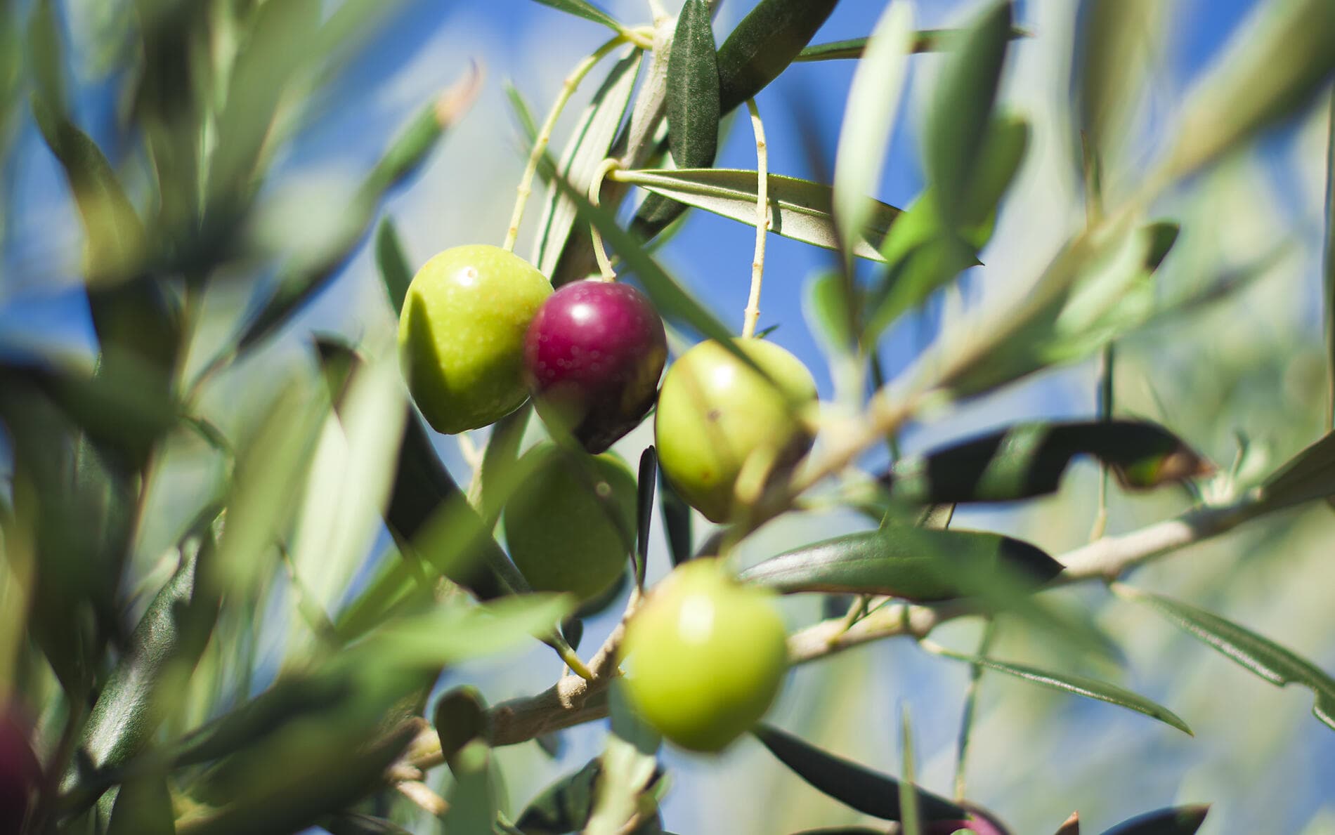 The Cyclades, in the Wake of Le Ponant 