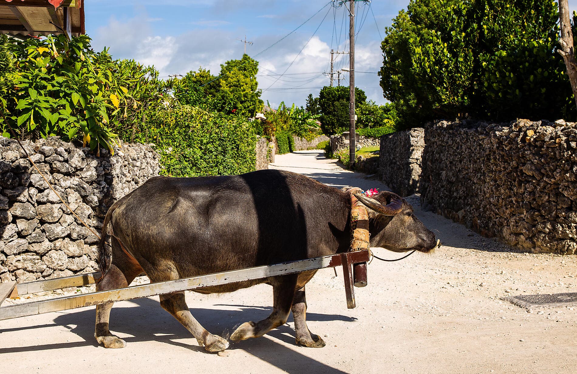 Odyssey in the heart of Japan’s subtropical islands