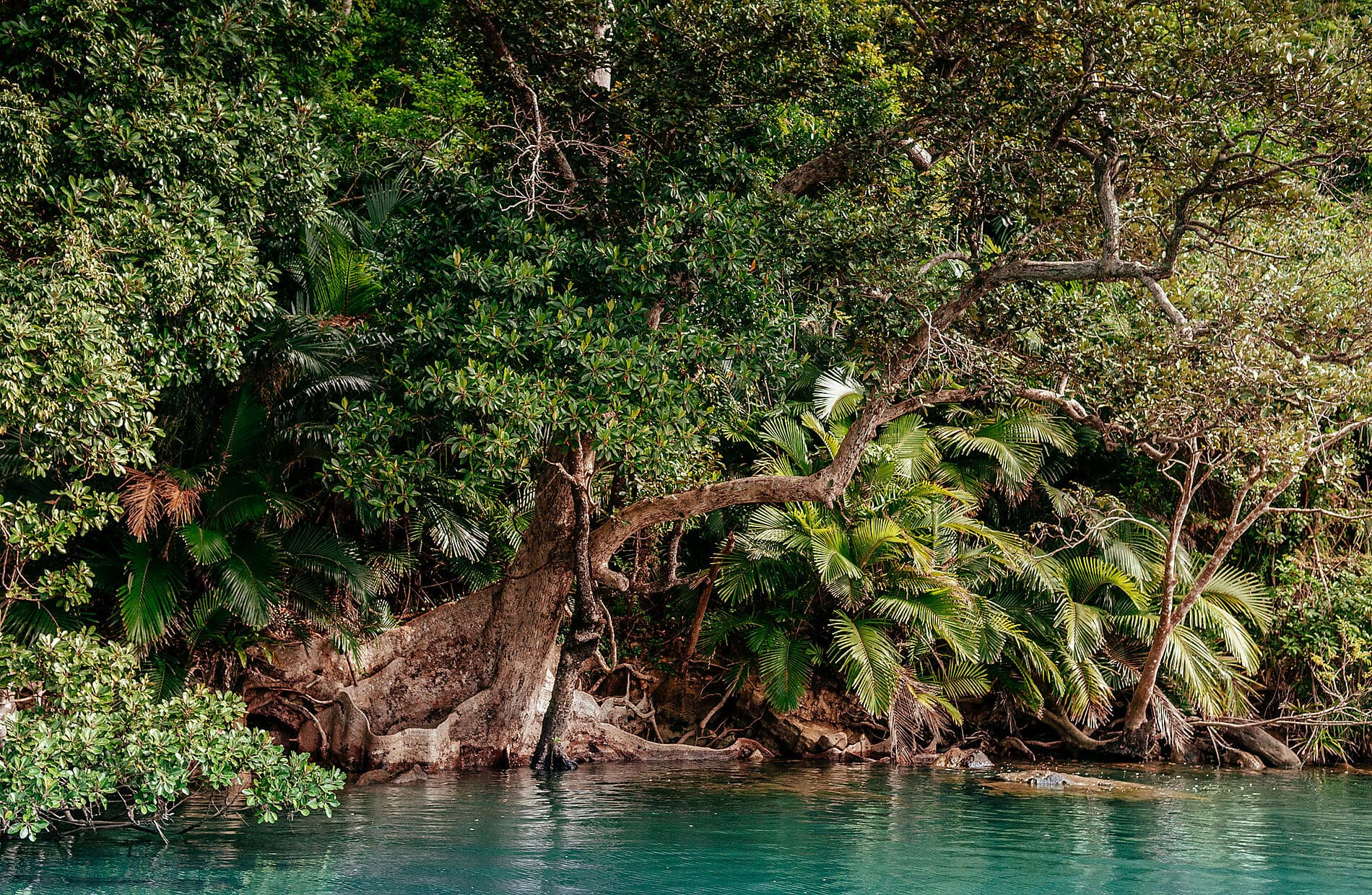 Odyssey in the heart of Japan’s subtropical islands