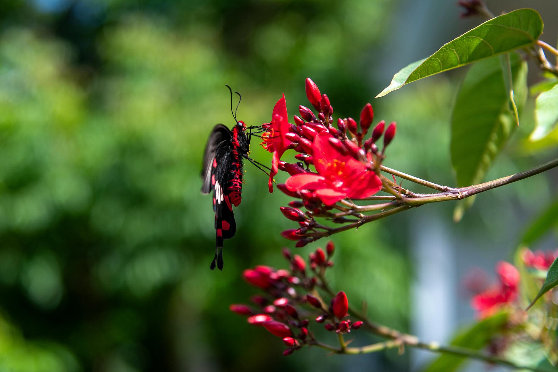 Odyssey in the heart of Japan’s subtropical islands