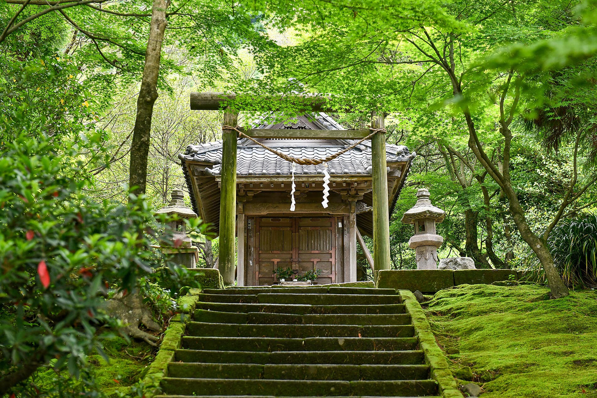 Odyssey in the heart of Japan’s subtropical islands
