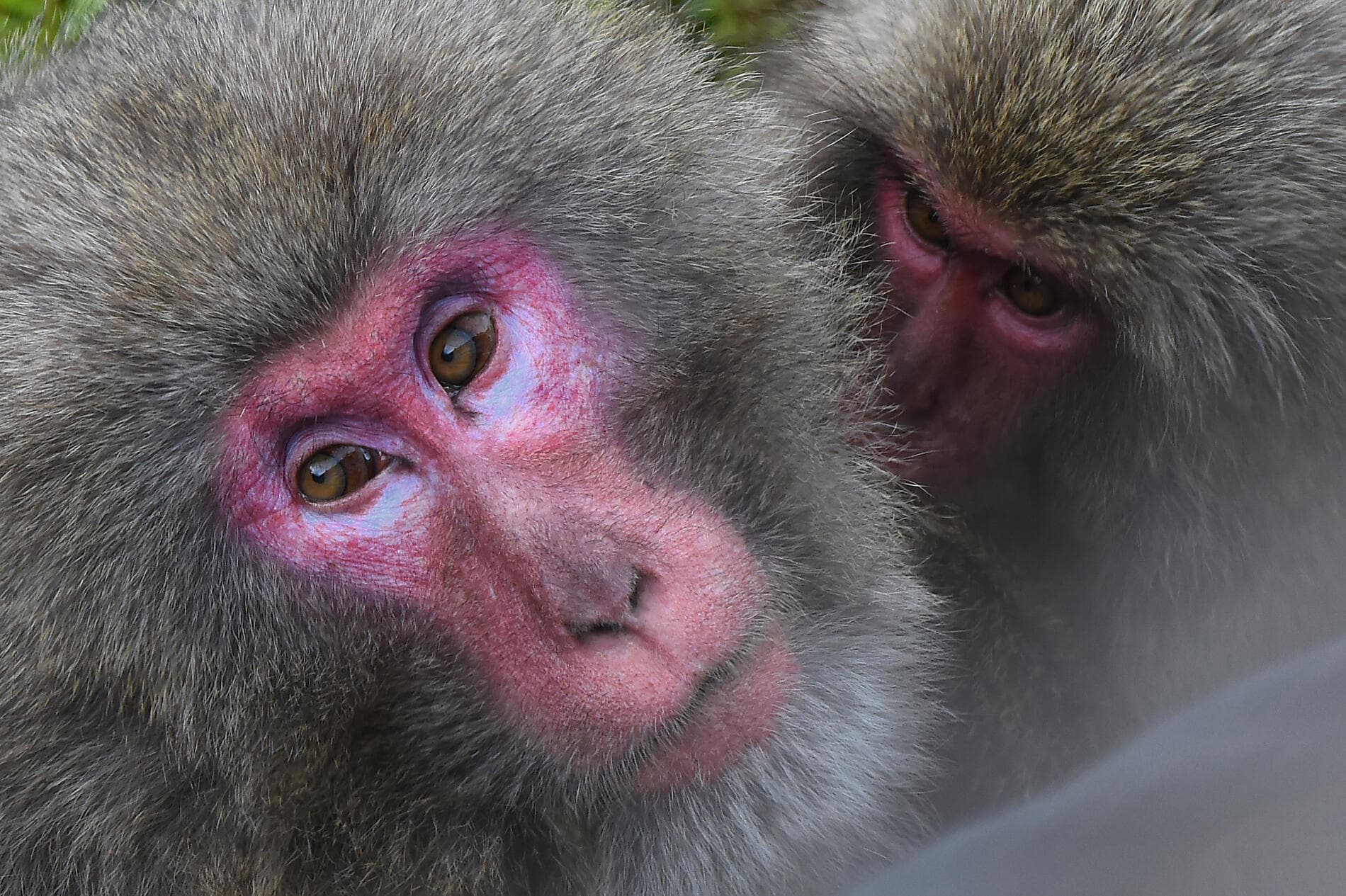 Odyssey in the heart of Japan’s subtropical islands