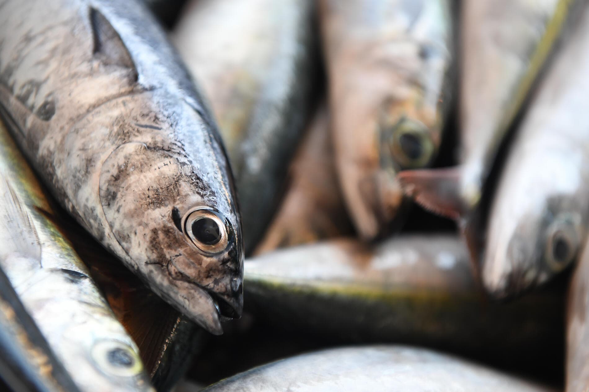 Volcanic landscapes from Cape Verde to Canary Islands 