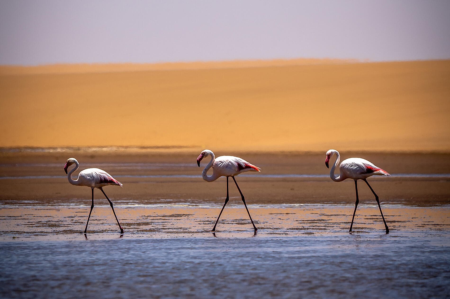 South Africa and Namibia by Sea: Around the Cape of Good Hope – with Smithsonian Journeys 