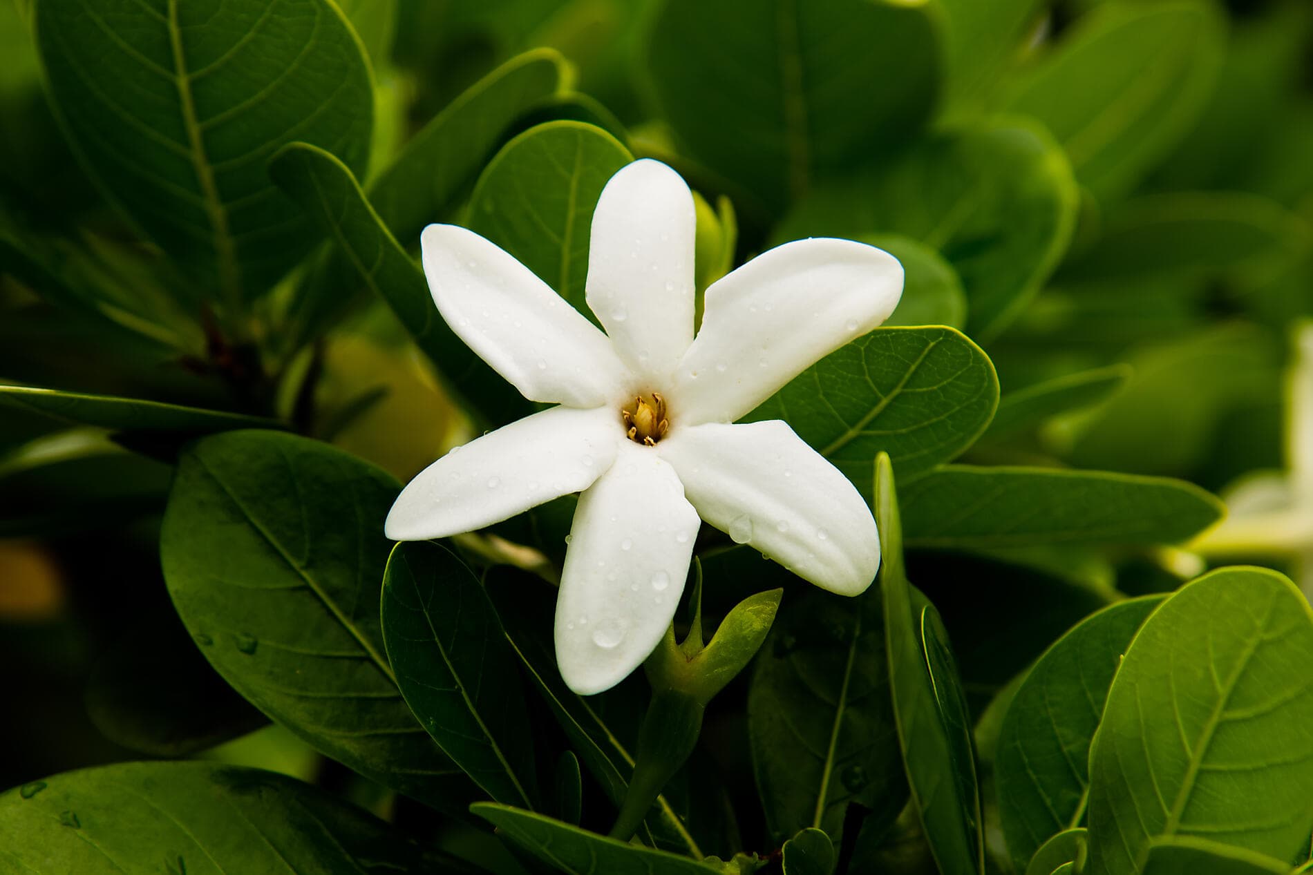 Polynesian Bliss: Marquesas, Tuamotu and Society Islands