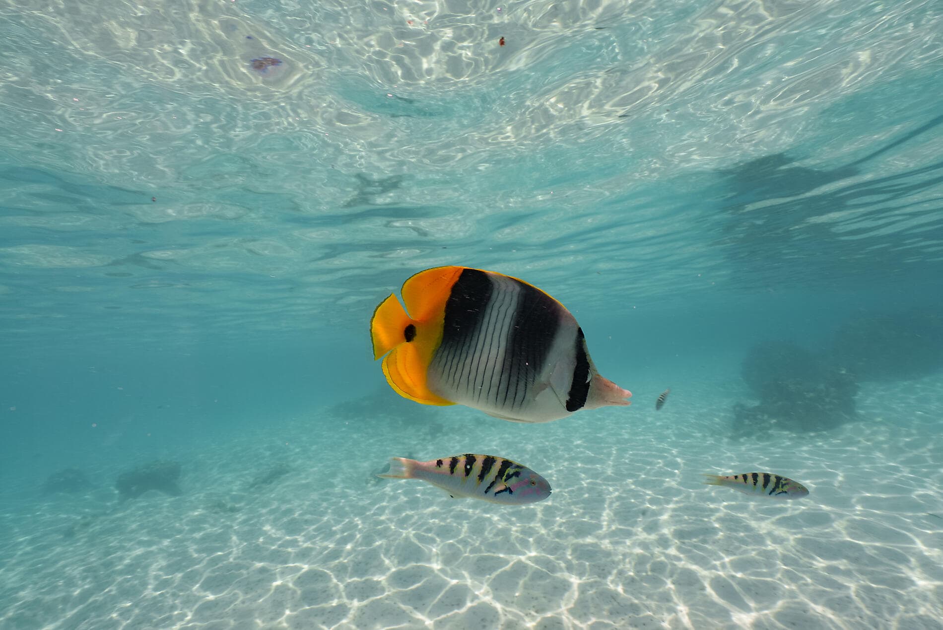 From French Polynesia to Pitcairn Island 