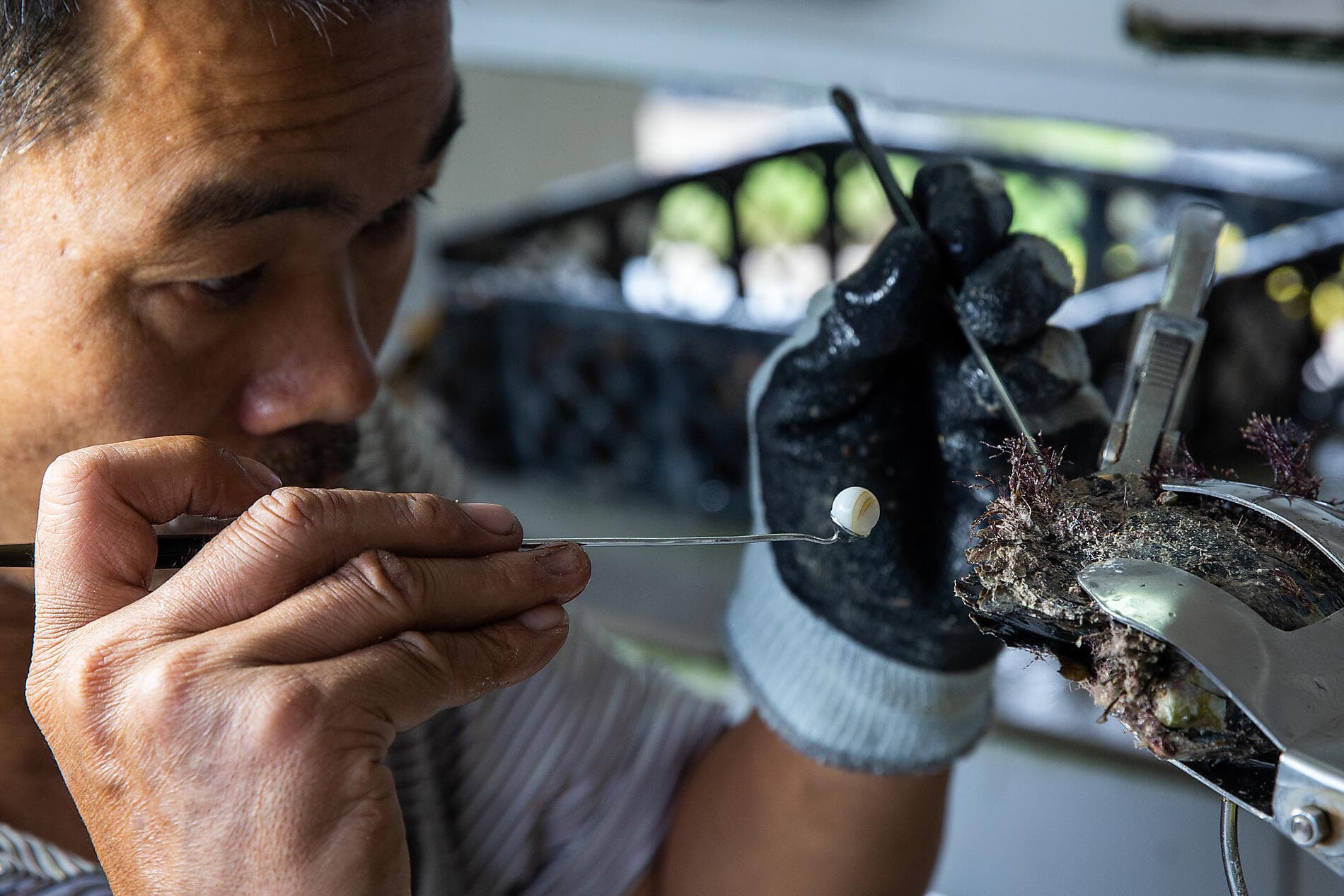 From French Polynesia to Pitcairn Island 