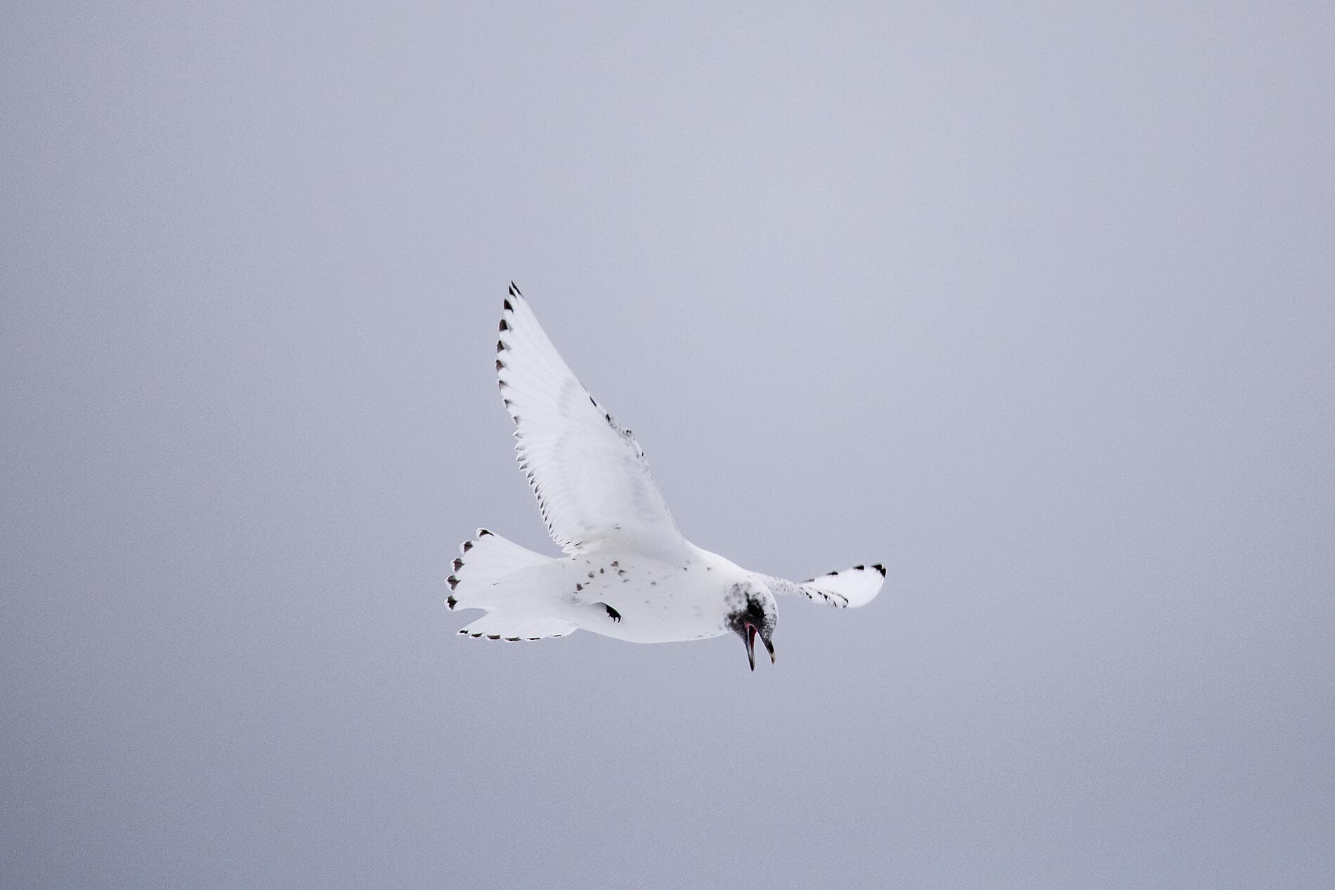 The Geographic North Pole and the east coast of Greenland  