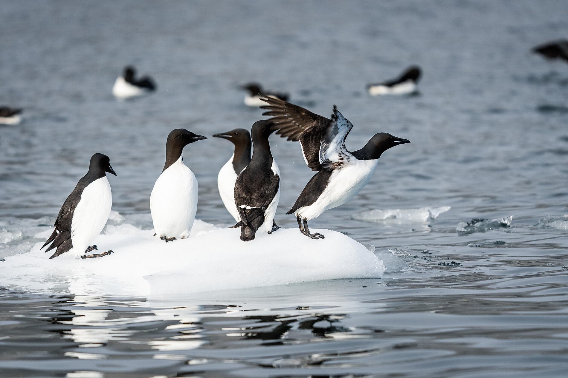 In the ice of the Arctic, from Svalbard to Greenland