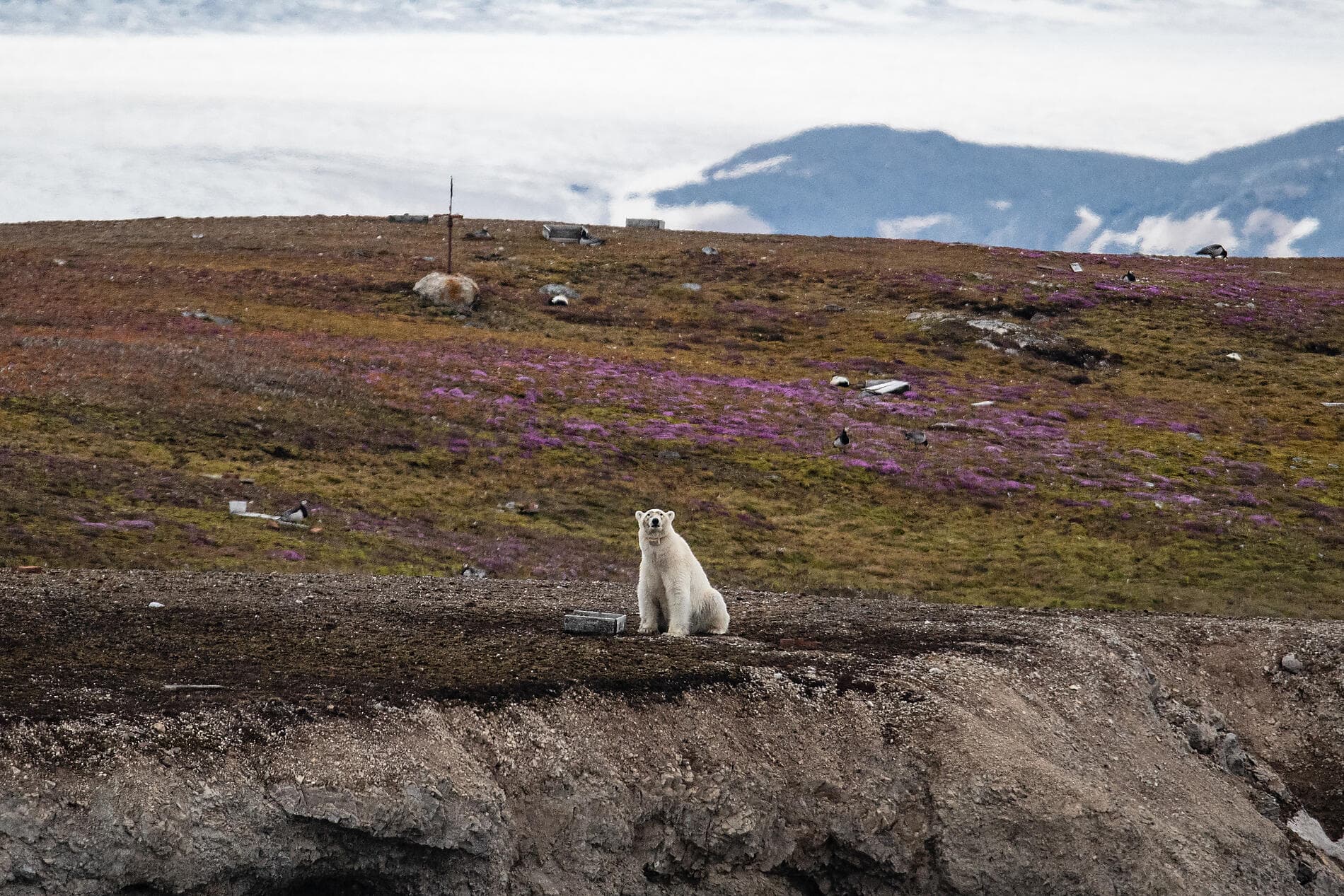 Expedition to the Thule Region