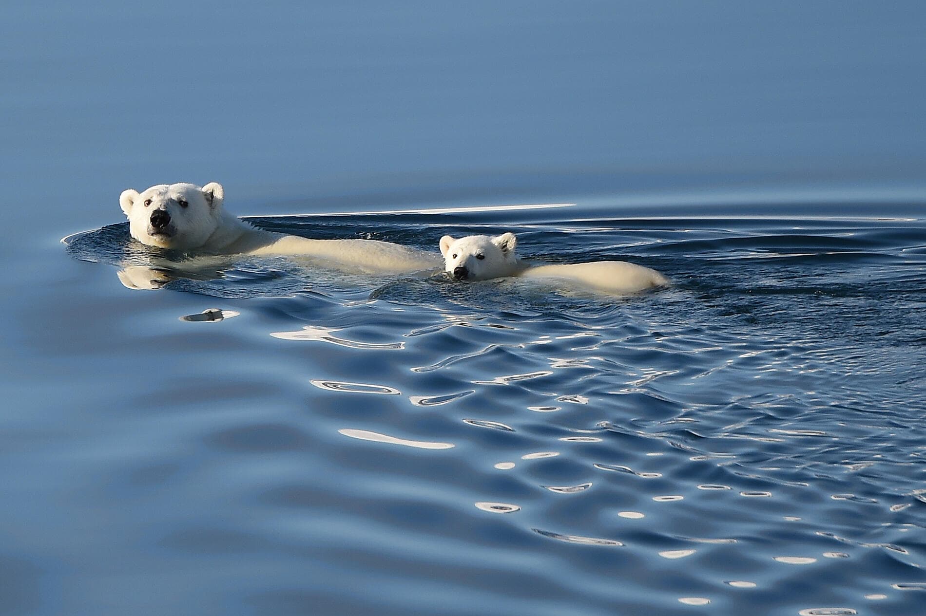 Wilderness from Greenland to the East Coast of Canada