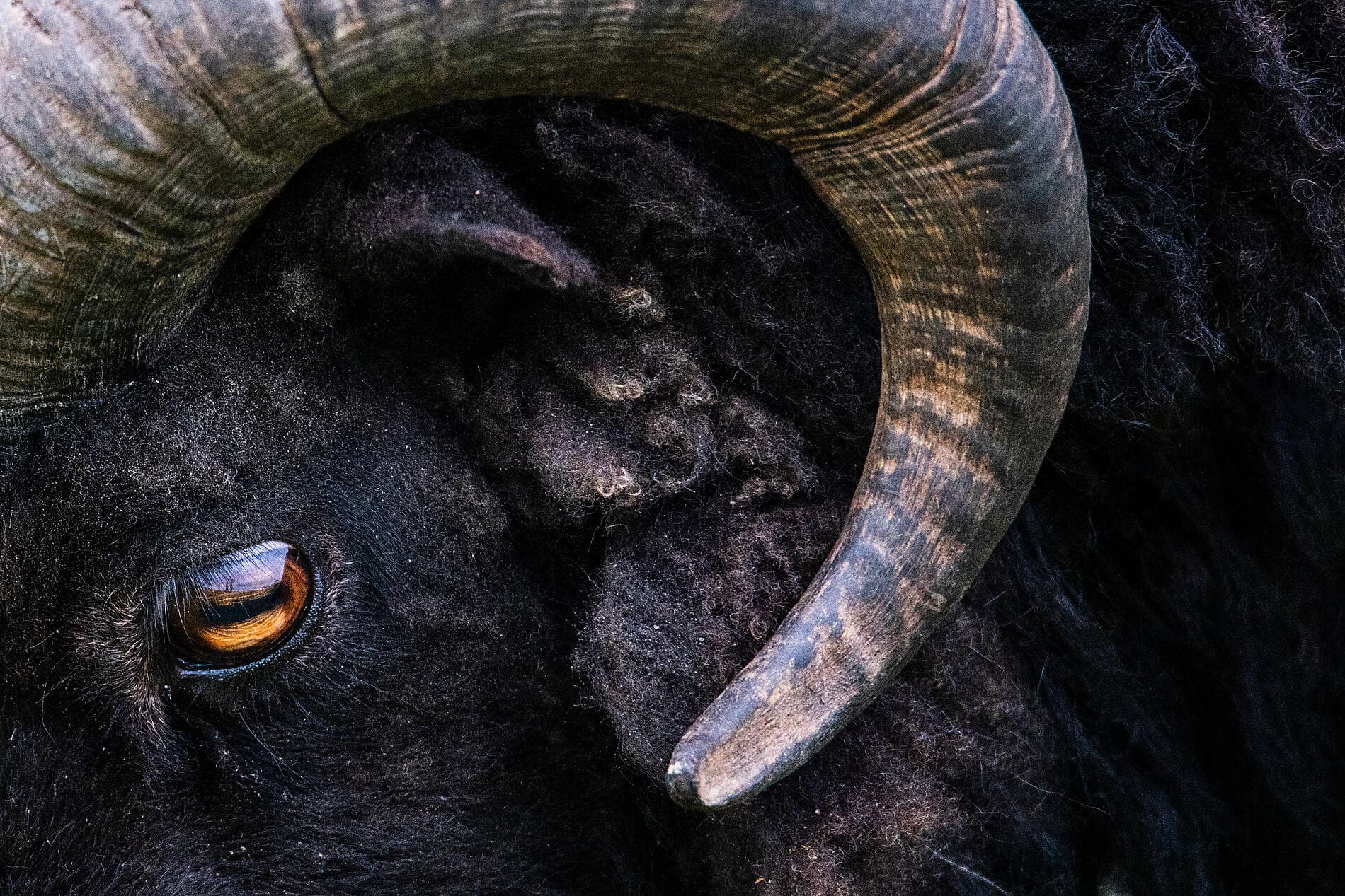 The wild archipelagos of the North Atlantic  