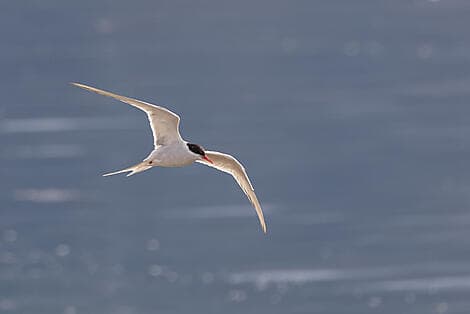 10 Sept 27 - Arctic Bay, Nunavut