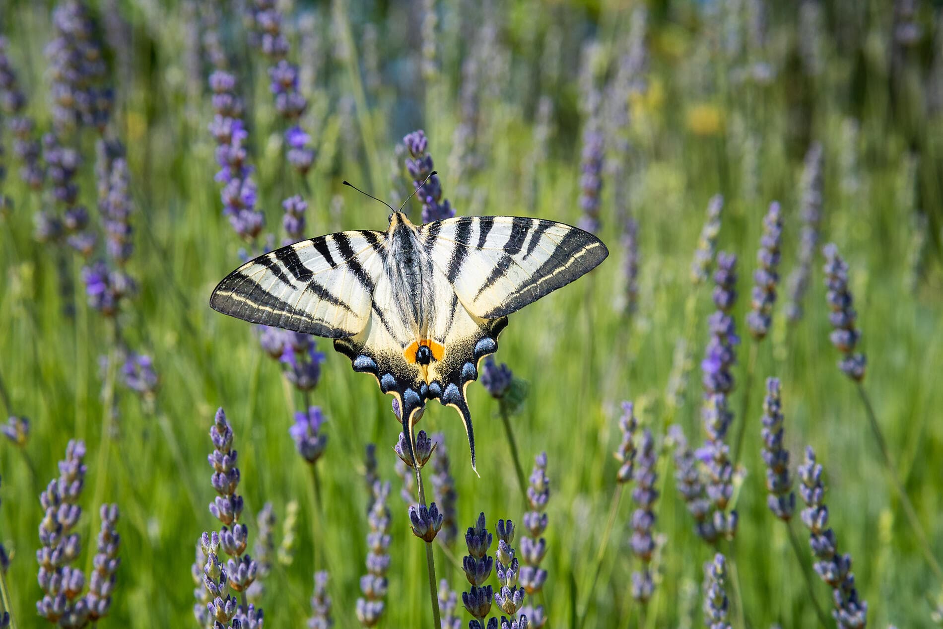 Croatia, Under Sail Aboard Le Ponant 