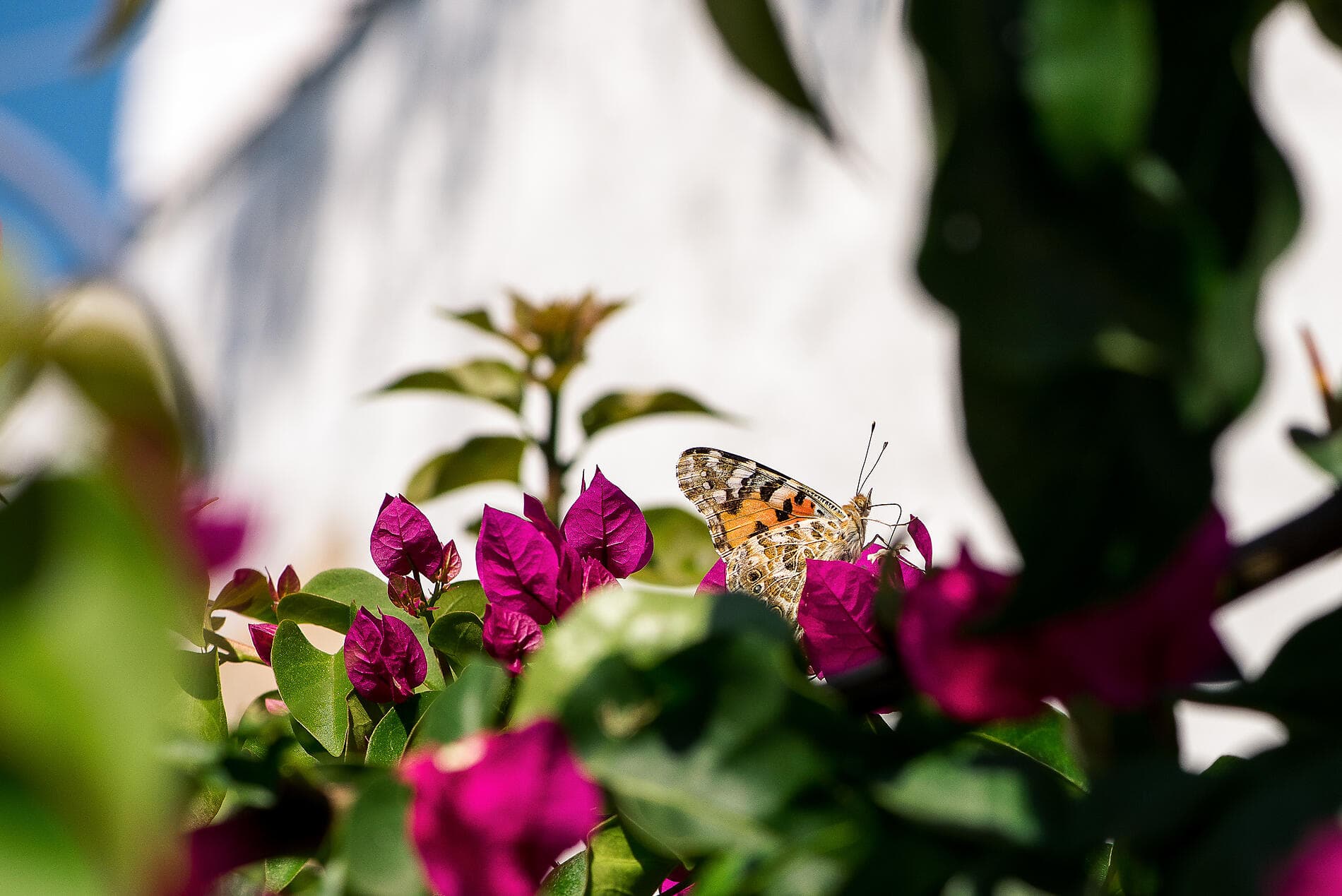 The Cyclades, in the Wake of Le Ponant 