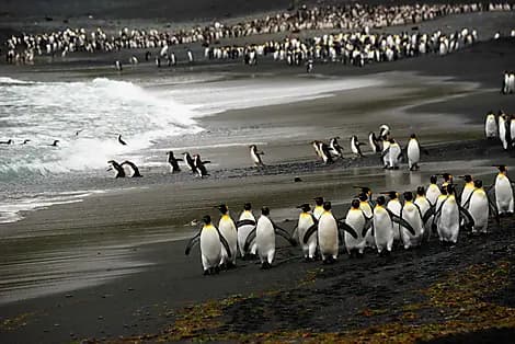 4 Jan 27 > 5 Jan 27 - Macquarie Island