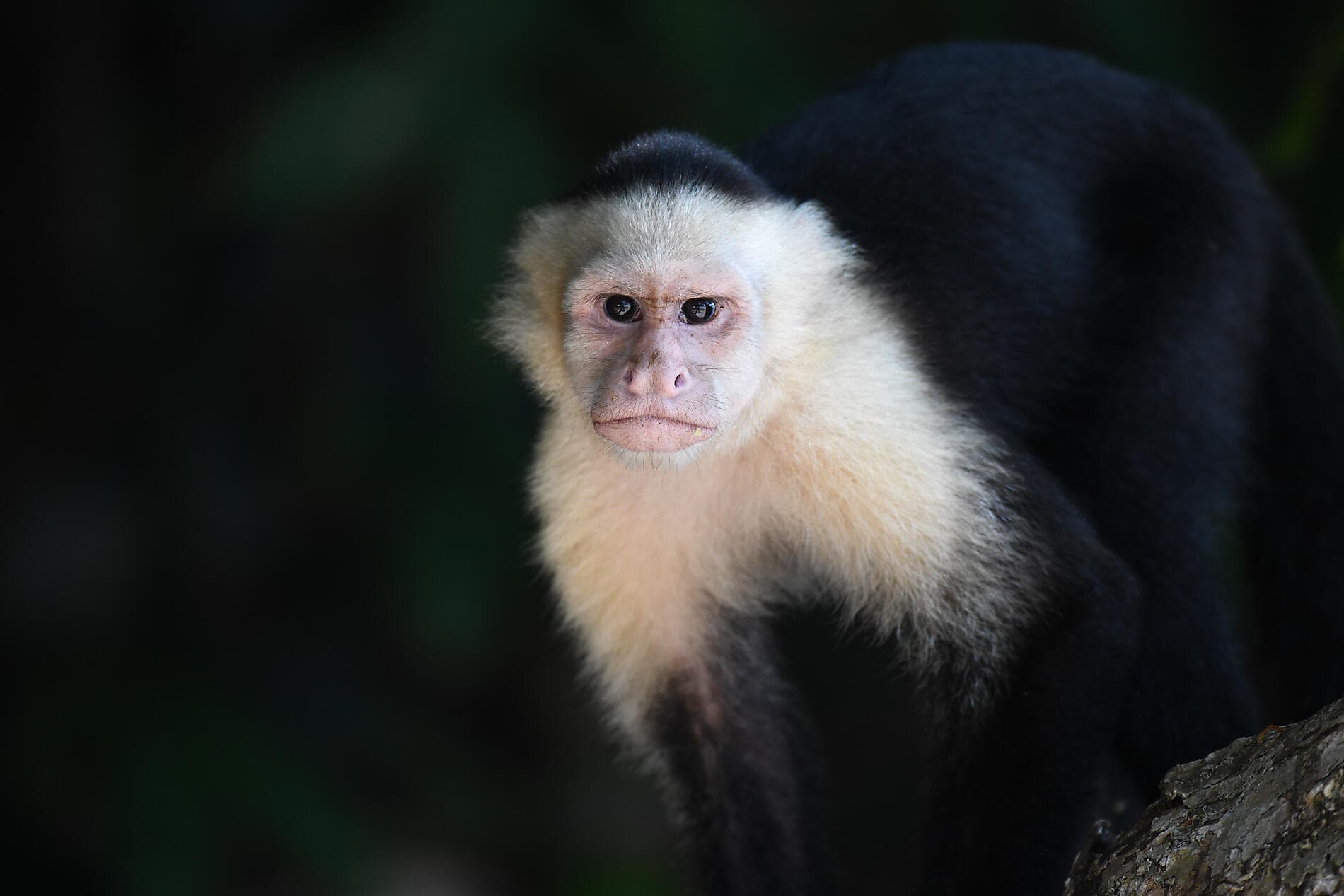 From Panama’s wild beauty to Peruvian shores 