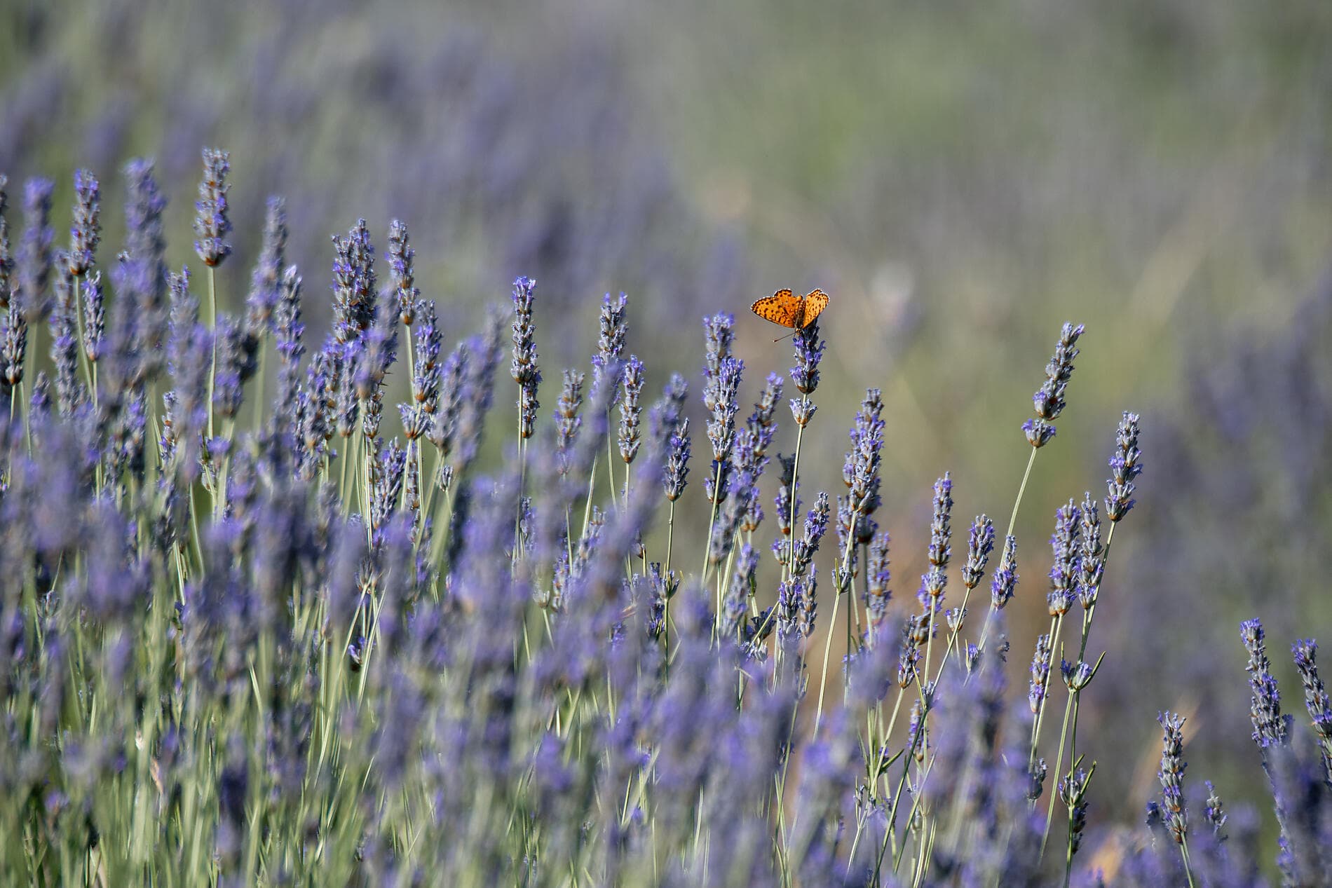 Artistic Adriatic with Pinault Collection  