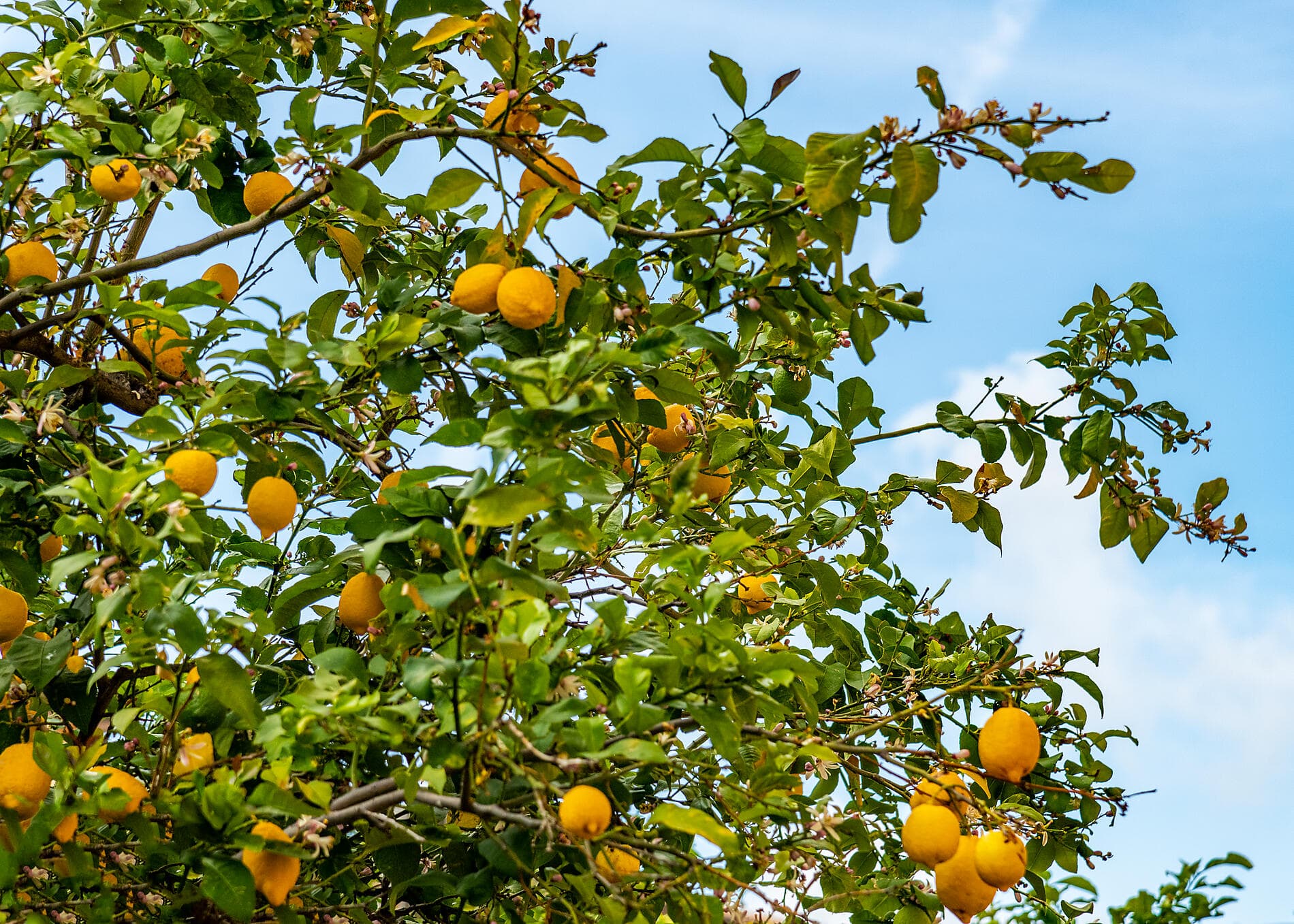 Under Sail from Sicily to the Riviera 