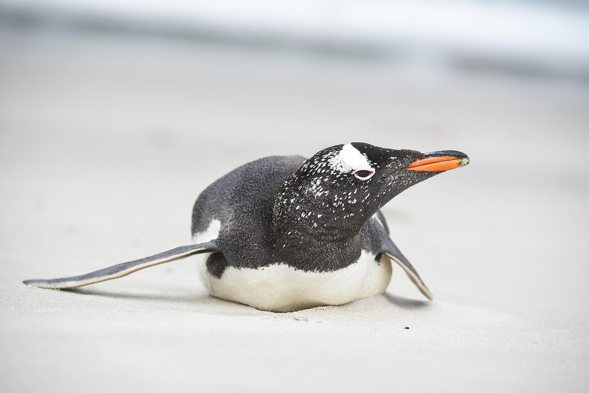 Falklands, South Georgia & Valdes Peninsula: in the Heart of the Wilderness 