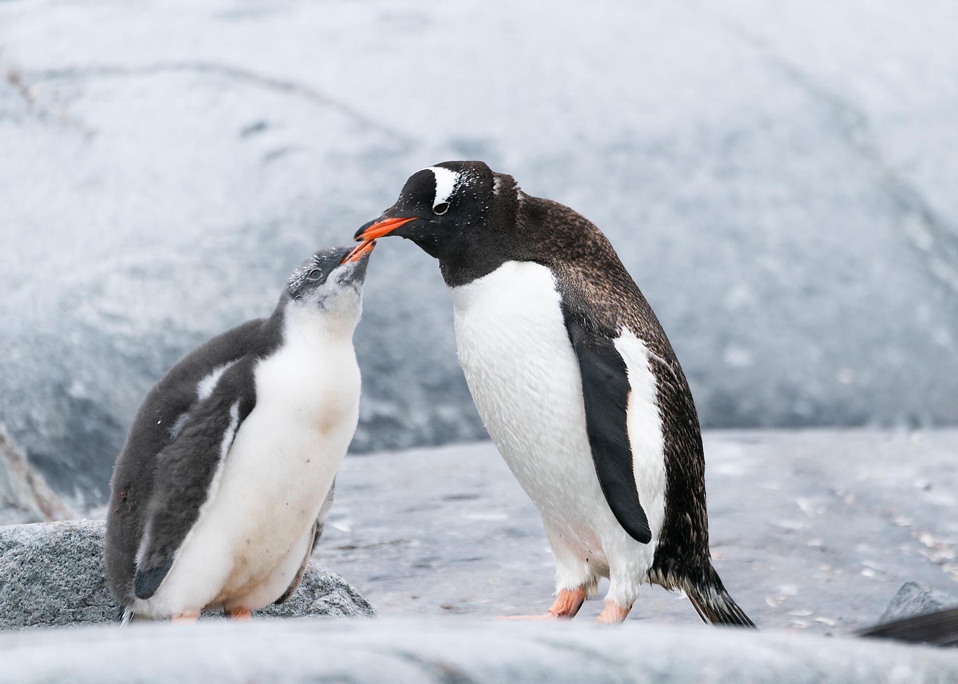 Emblematic Antarctica 