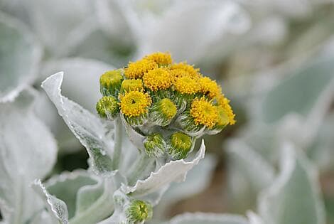 27 Jan 26 - Grave Cove