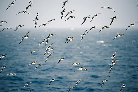 5 Jan 27 > 6 Jan 27 - Crossing the Drake Passage